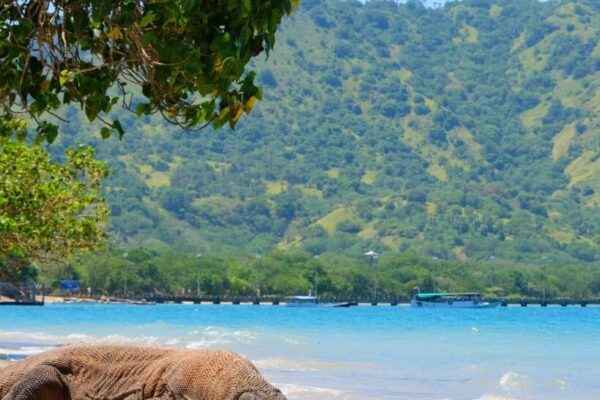 KOMODO ISLAND
